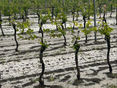 Hagel bei Weingärten in Gols am 17.05.2024 © ÖHV