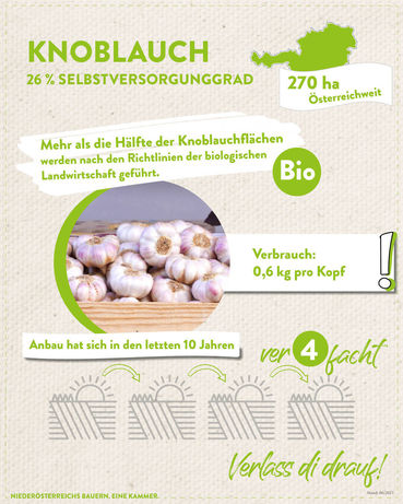 Knoblauch_2023.jpg © LK Niederösterreich Knoblauch_2023.jpg © LK Niederösterreich