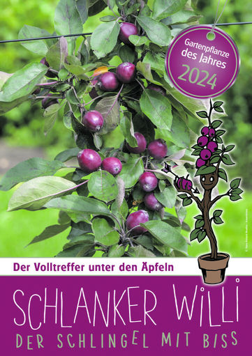 A4suj_pflanze2024_schlankerwilli-724x1024.jpg © LK Salzburg A4suj_pflanze2024_schlankerwilli-724x1024.jpg © LK Salzburg