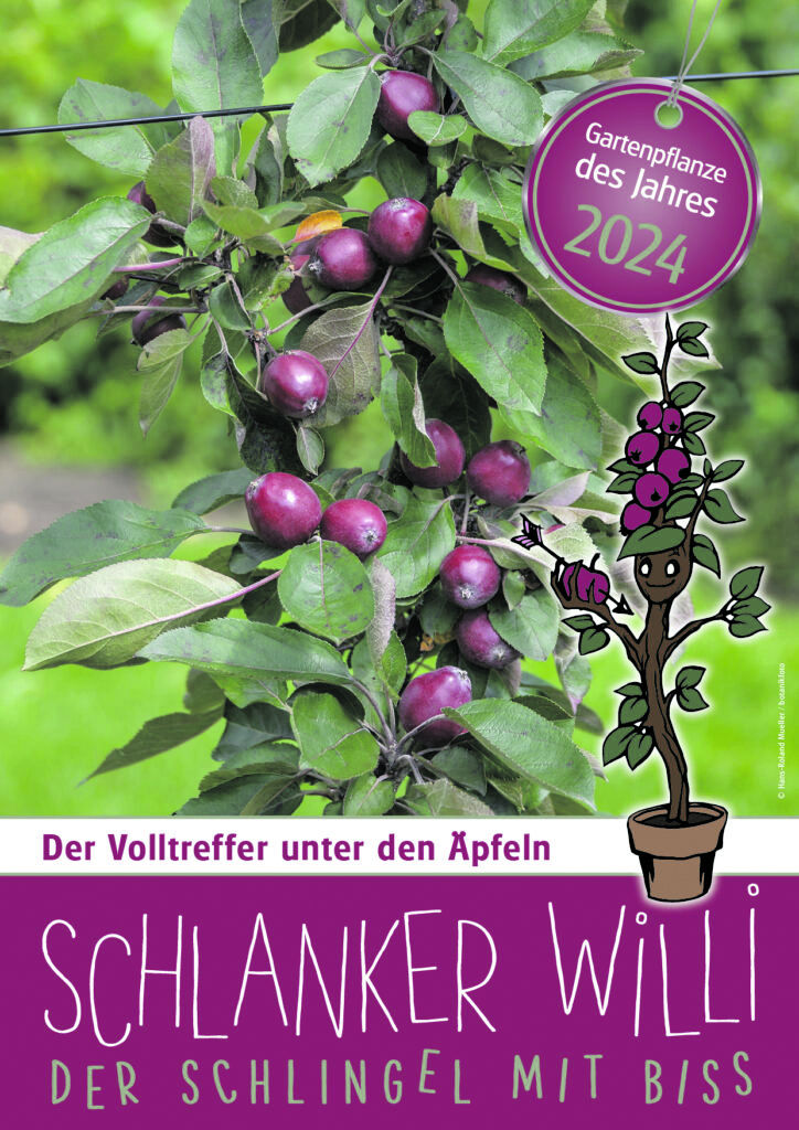 A4suj_pflanze2024_schlankerwilli-724x1024.jpg © LK Salzburg A4suj_pflanze2024_schlankerwilli-724x1024.jpg © LK Salzburg