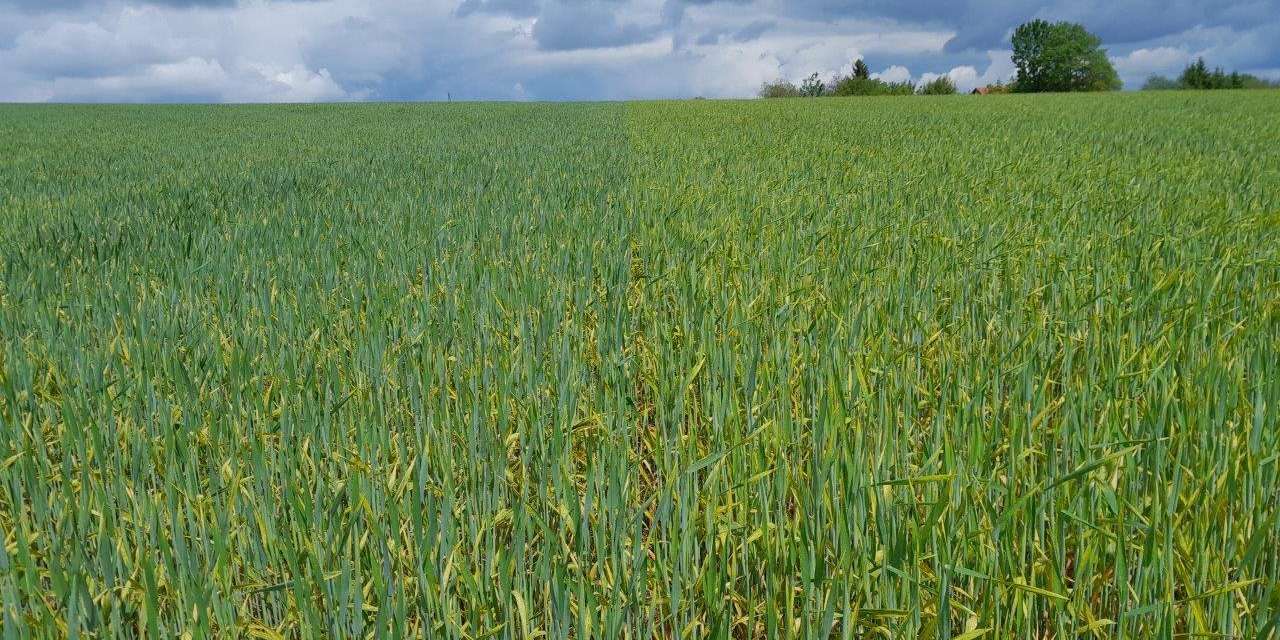 Gelbrost.jpg © Xaver Diermayr Gelbrost.jpg © Xaver Diermayr
