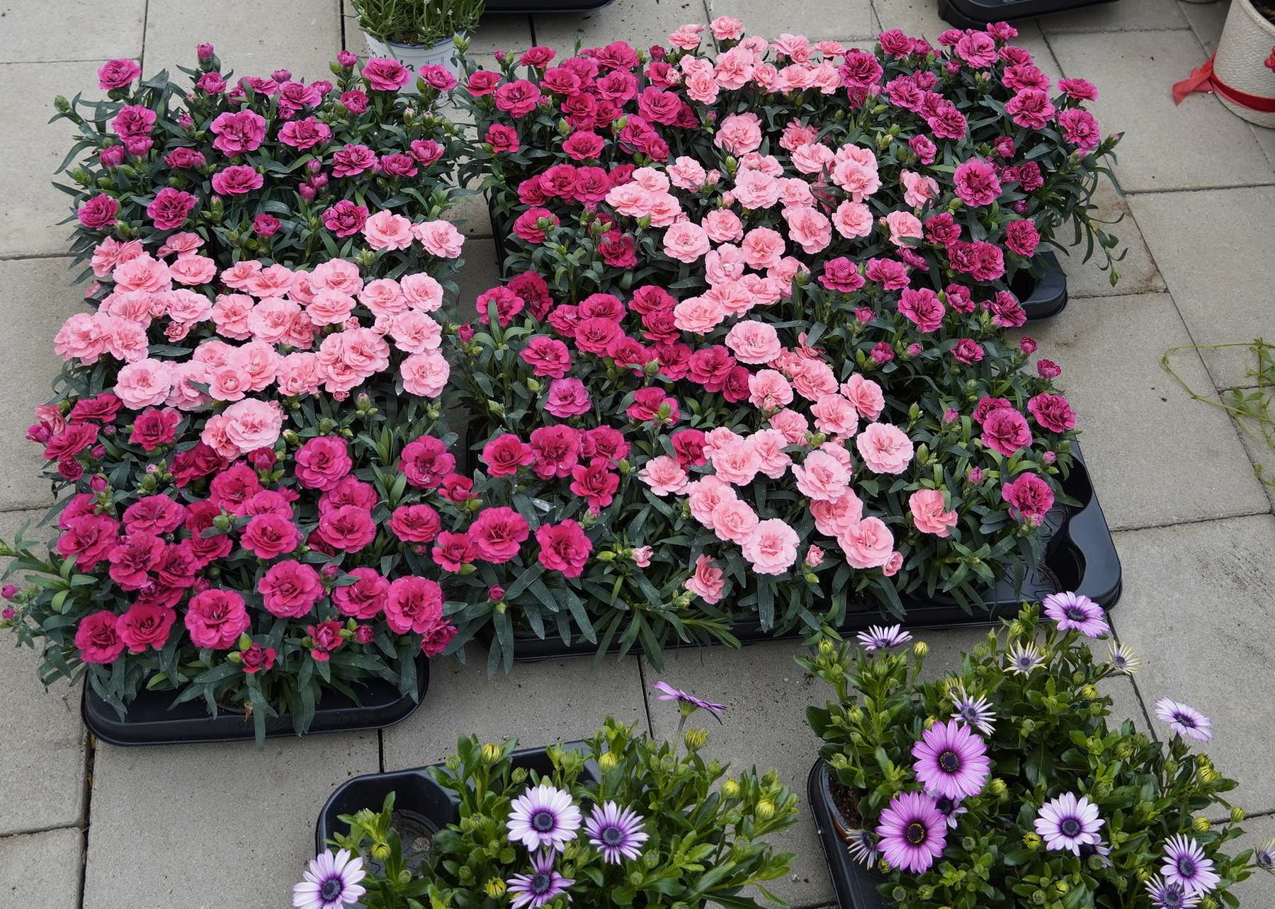 sb21_mt_blumen.jpg © Dürnberger sb21_mt_blumen.jpg © Dürnberger