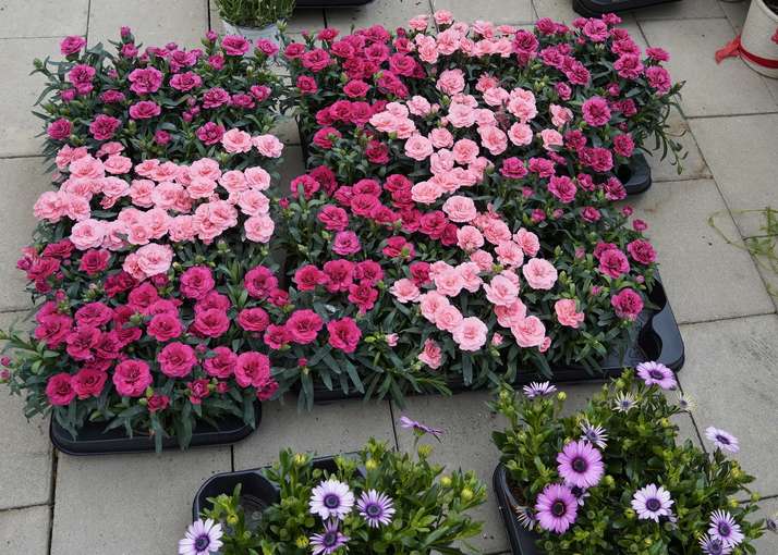 sb21_mt_blumen.jpg © Dürnberger sb21_mt_blumen.jpg © Dürnberger