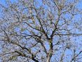 Gartentipp_Was tun mit frostgeschädigten Nussbäumen_frostgeschädigter Walnussbaum_LK OÖ_Strebl © LK OÖ/Strebl