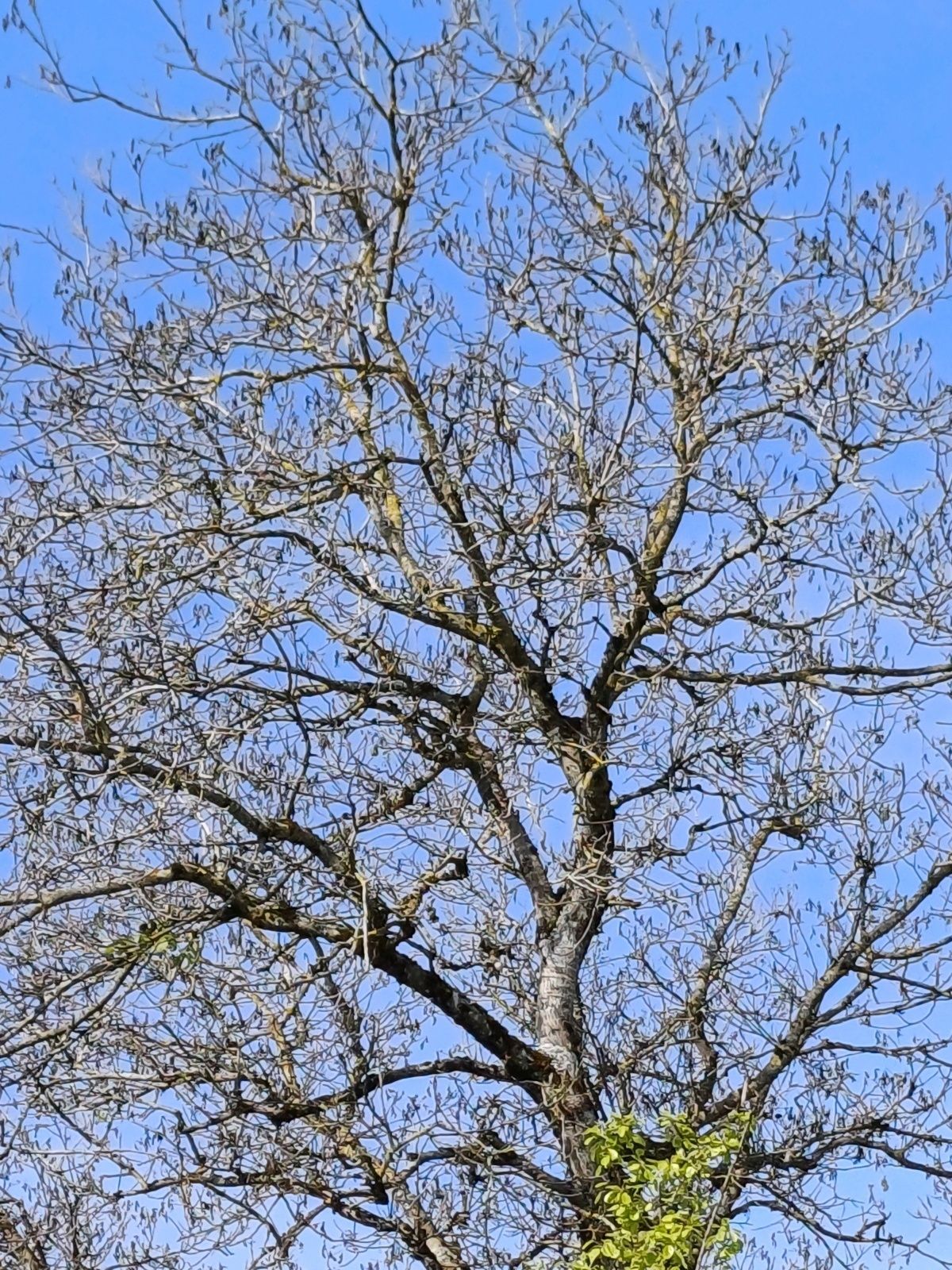 Gartentipp Was tun mit frostgeschädigten Nussbäumen frostgeschädigter Walnussbaum LK OÖ Strebl.jpg