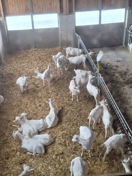 IMG-20240423-WA0013.jpg IMG-20240423-WA0013.jpg