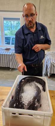 Welse.jpg © Pleier/LK Burgenland Welse.jpg © Pleier/LK Burgenland