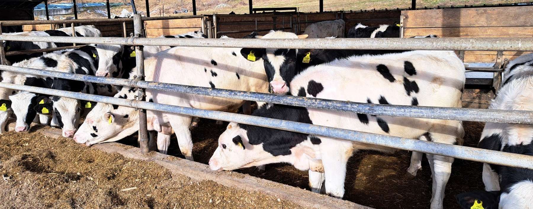 Kalb rose Landesförderung.jpg © Franz Augustin