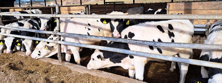 Kalb rose Landesförderung © Franz Augustin