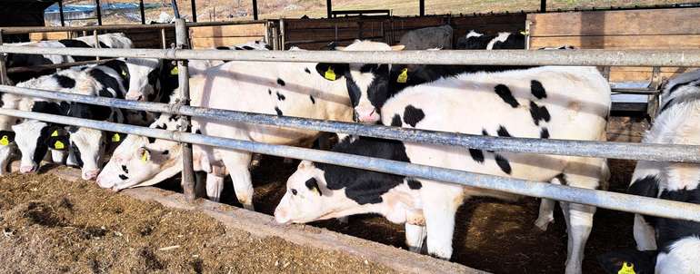 Kalb rose Landesförderung.jpg © Franz Augustin