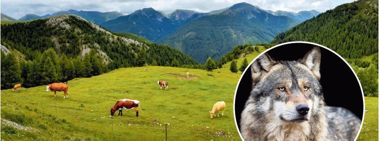 Wolf in Kärnten.jpg © Henry Czauderna/stock.adobe.com Wolf in Kärnten.jpg © Henry Czauderna/stock.adobe.com