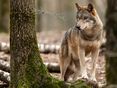 Wolf im Wald © AB Photography/stock.adobe.com