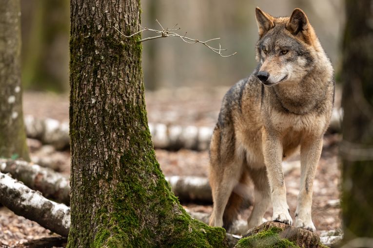 Wolf im Wald.jpg © AB Photography/stock.adobe.com