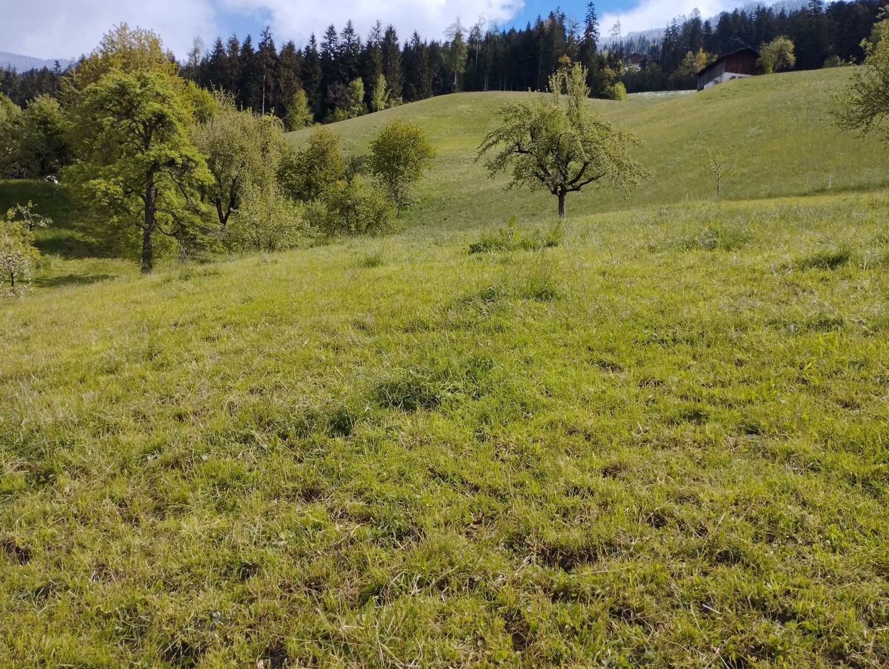 Foto 01 Ruhephase Weide (c) Pichorner Astrid.jpg © Astrid Pichorner Foto 01 Ruhephase Weide (c) Pichorner Astrid.jpg © Astrid Pichorner