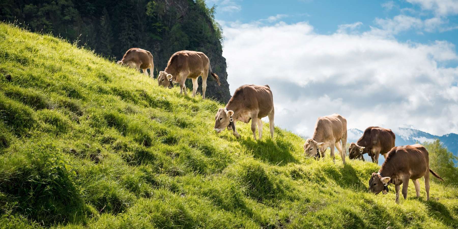 Kühe Steilhang.jpg © Countrypixel/stock.adobe.com Kühe Steilhang.jpg © Countrypixel/stock.adobe.com