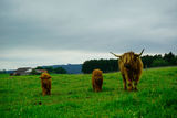 Highlandbeef aus zertifizierter Hofsch lachtung.jpg © Michael Hatheier