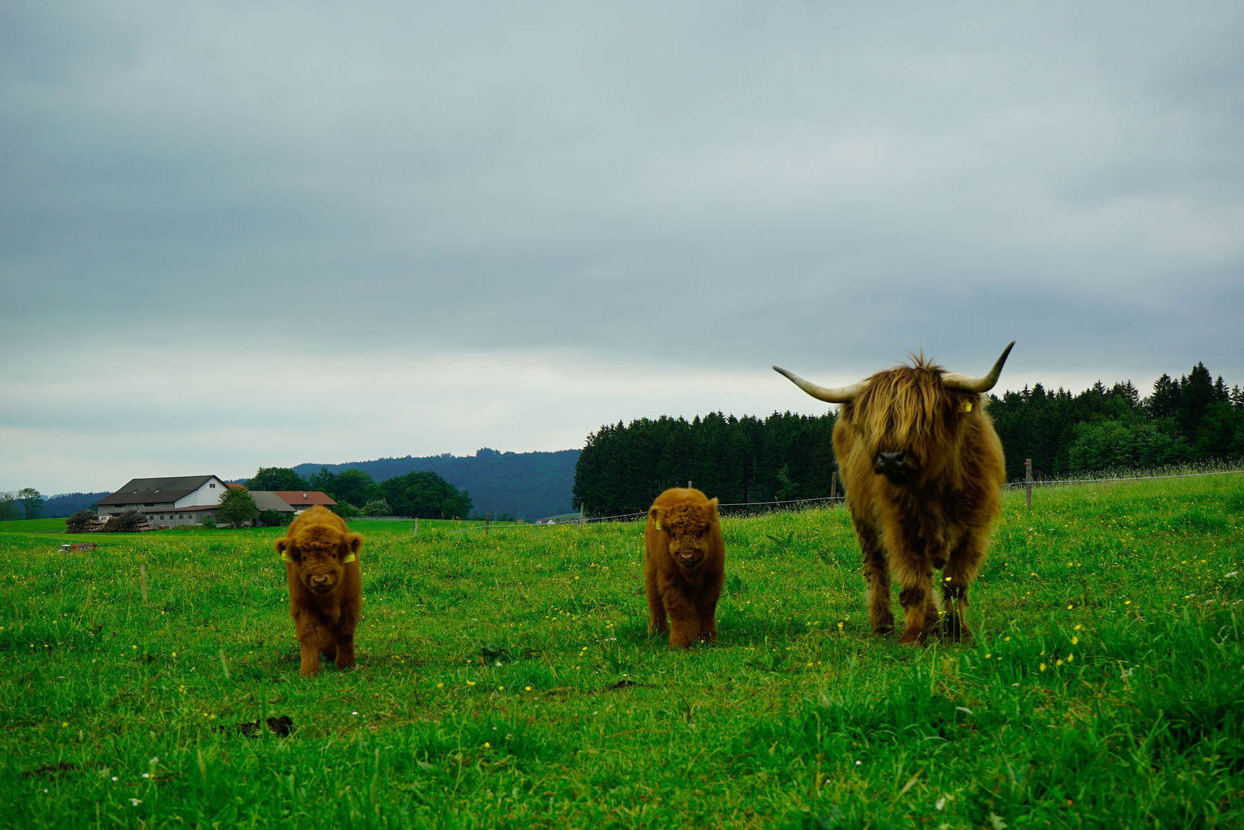 Highlandbeef aus zertifizierter Hofsch lachtung.jpg