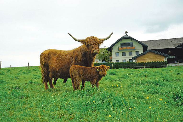 Highlandbeef aus zertifizierter Hofsch lachtung.jpg