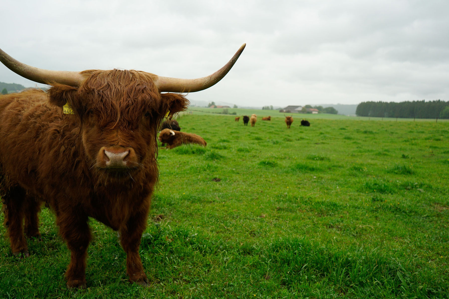 Highlandbeef aus zertifizierter Hofsch lachtung.jpg © Michael Hatheier Highlandbeef aus zertifizierter Hofsch lachtung.jpg © Michael Hatheier