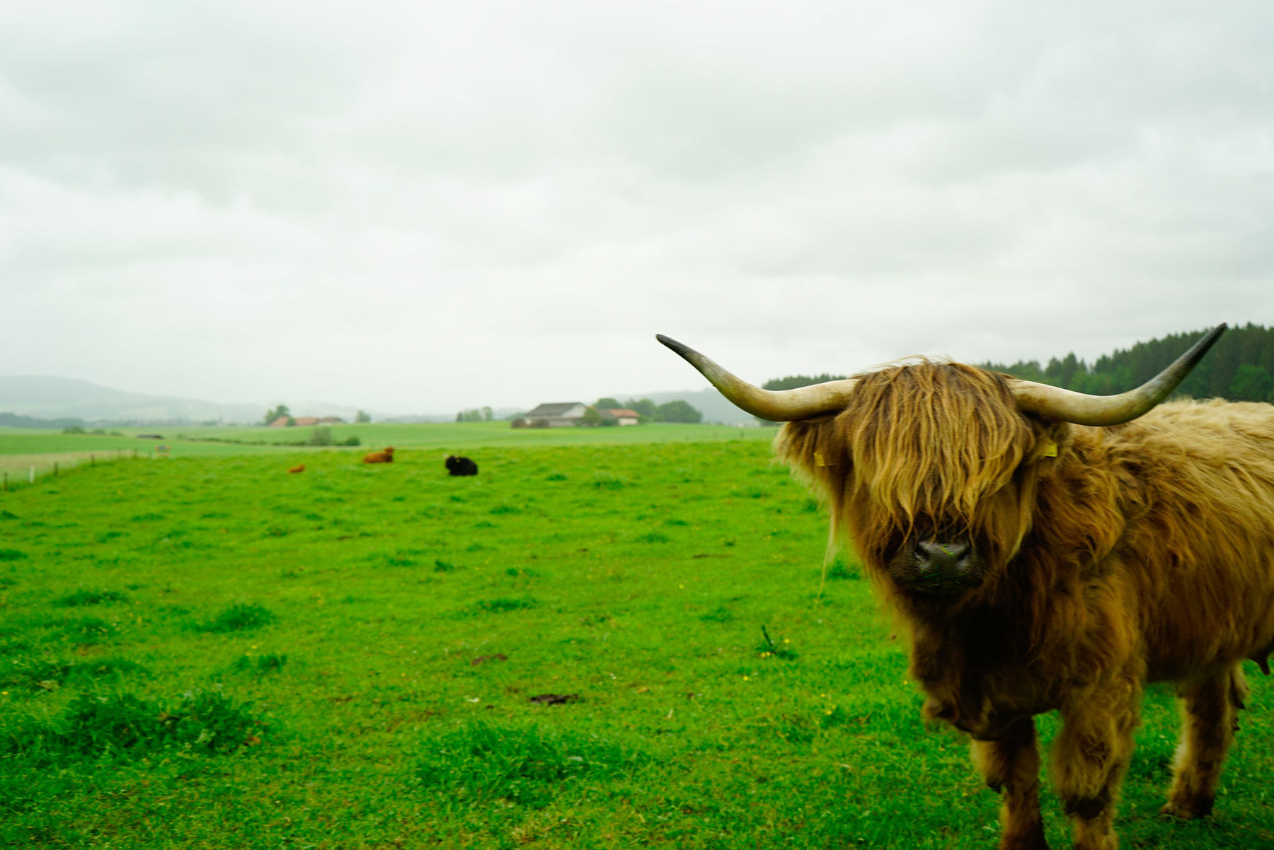 Highlandbeef aus zertifizierter Hofsch lachtung.jpg © Michael Hatheier Highlandbeef aus zertifizierter Hofsch lachtung.jpg © Michael Hatheier