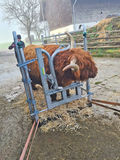 Highlandbeef aus zertifizierter Hofsch lachtung.jpg © Michael Hatheier