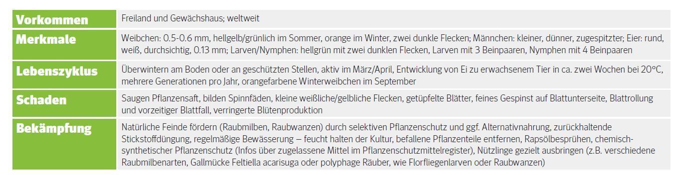 Steckbrief - Gemeine Spinnmilbe.jpg © LK Wien Steckbrief - Gemeine Spinnmilbe.jpg © LK Wien