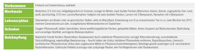 Steckbrief - Gemeine Spinnmilbe.jpg © LK Wien Steckbrief - Gemeine Spinnmilbe.jpg © LK Wien