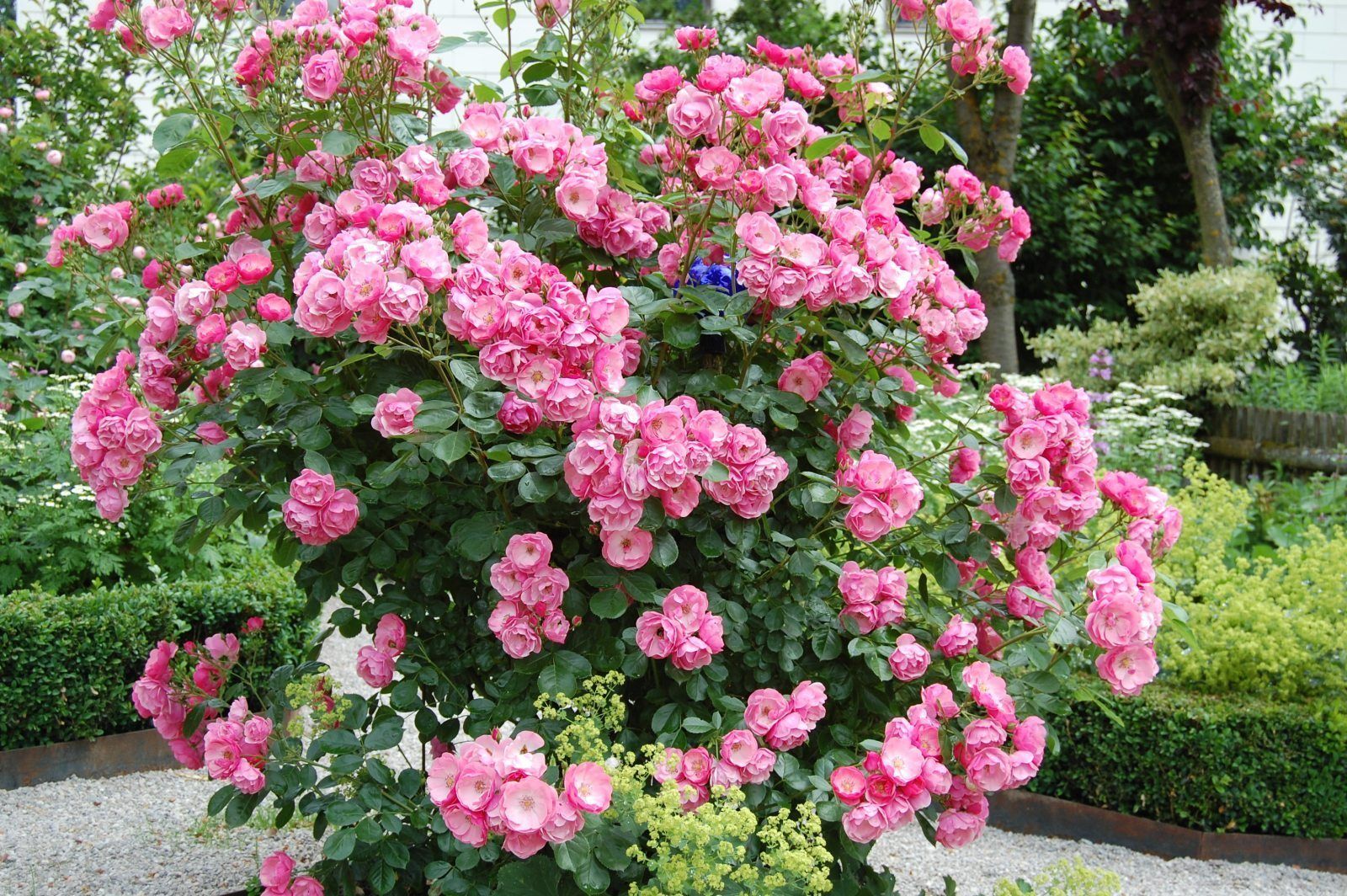 Gartentipp Rosenblüte LK OÖ Stumvoll.jpg