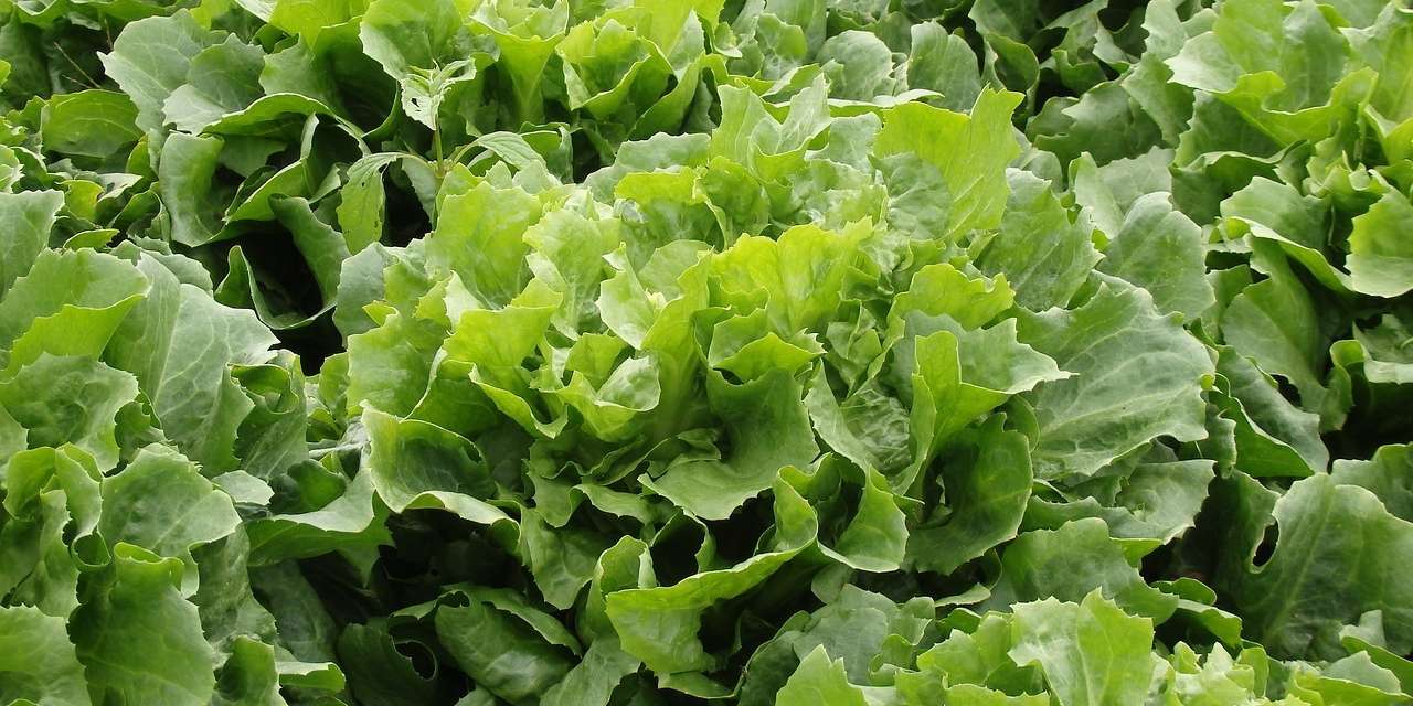 endive-salad-2736529_1280.jpg © pixabay endive-salad-2736529_1280.jpg © pixabay