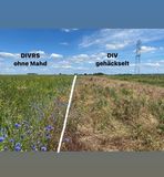 Biodiversität am Acker Teil 1_Bild 4.jpg © DI Claudia Winkovitsch