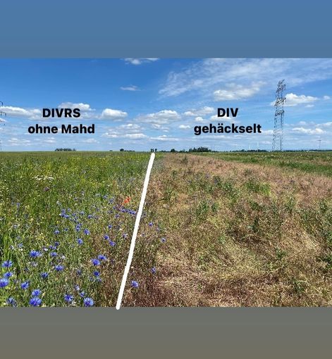 Biodiversität am Acker Teil 1_Bild 4.jpg © DI Claudia Winkovitsch Biodiversität am Acker Teil 1_Bild 4.jpg © DI Claudia Winkovitsch