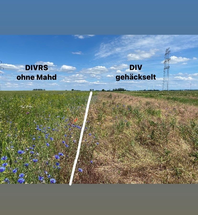 Biodiversität am Acker Teil 1_Bild 4.jpg © DI Claudia Winkovitsch Biodiversität am Acker Teil 1_Bild 4.jpg © DI Claudia Winkovitsch