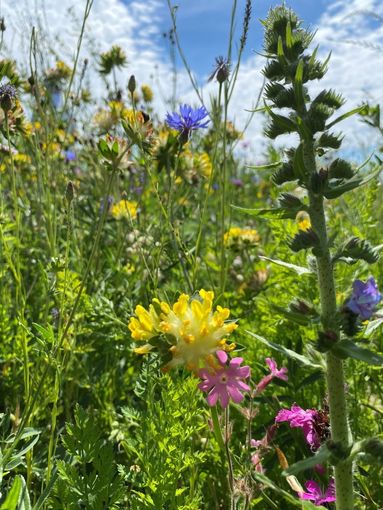 Biodiversität am Acker Teil 1 Bild 2.jpg