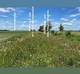 Biodiversität am Acker Teil 1_Bild 5.jpg © DI Claudia Winkovitsch