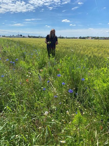 Biodiversität am Acker Teil 1_Bild 7.jpg © DI Claudia Winkovitsch Biodiversität am Acker Teil 1_Bild 7.jpg © DI Claudia Winkovitsch