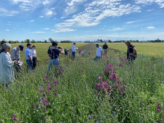 Biodiversität am Acker Teil 1_Bild 8.jpg © DI Claudia Winkovitsch Biodiversität am Acker Teil 1_Bild 8.jpg © DI Claudia Winkovitsch