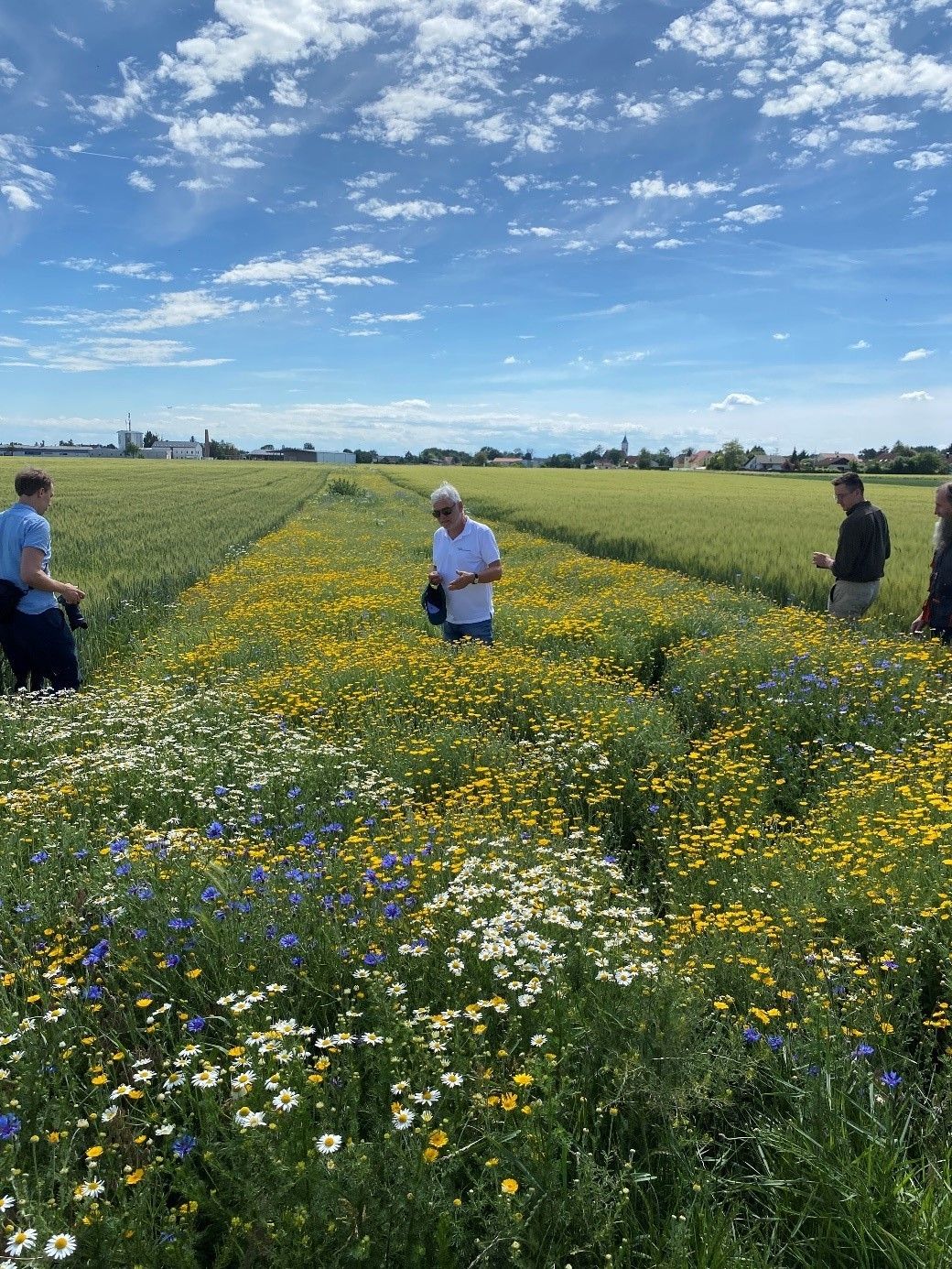 Biodiversität am Acker Teil 1_Bild 9.jpg © DI Claudia Winkovitsch Biodiversität am Acker Teil 1_Bild 9.jpg © DI Claudia Winkovitsch