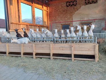 Ziegen 20230406_191812.jpg © Petutschnig Ziegen 20230406_191812.jpg © Petutschnig