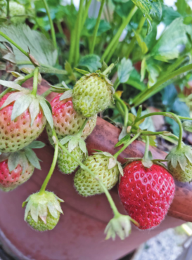 Hochsaison für Holunderblüten und Erdbeeren.png