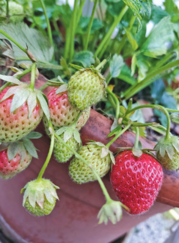 Hochsaison für Holunderblüten und Erdbeeren.png © Brunauer