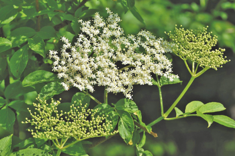 Hochsaison für Holunderblüten und Erdbeeren.png © pixabay