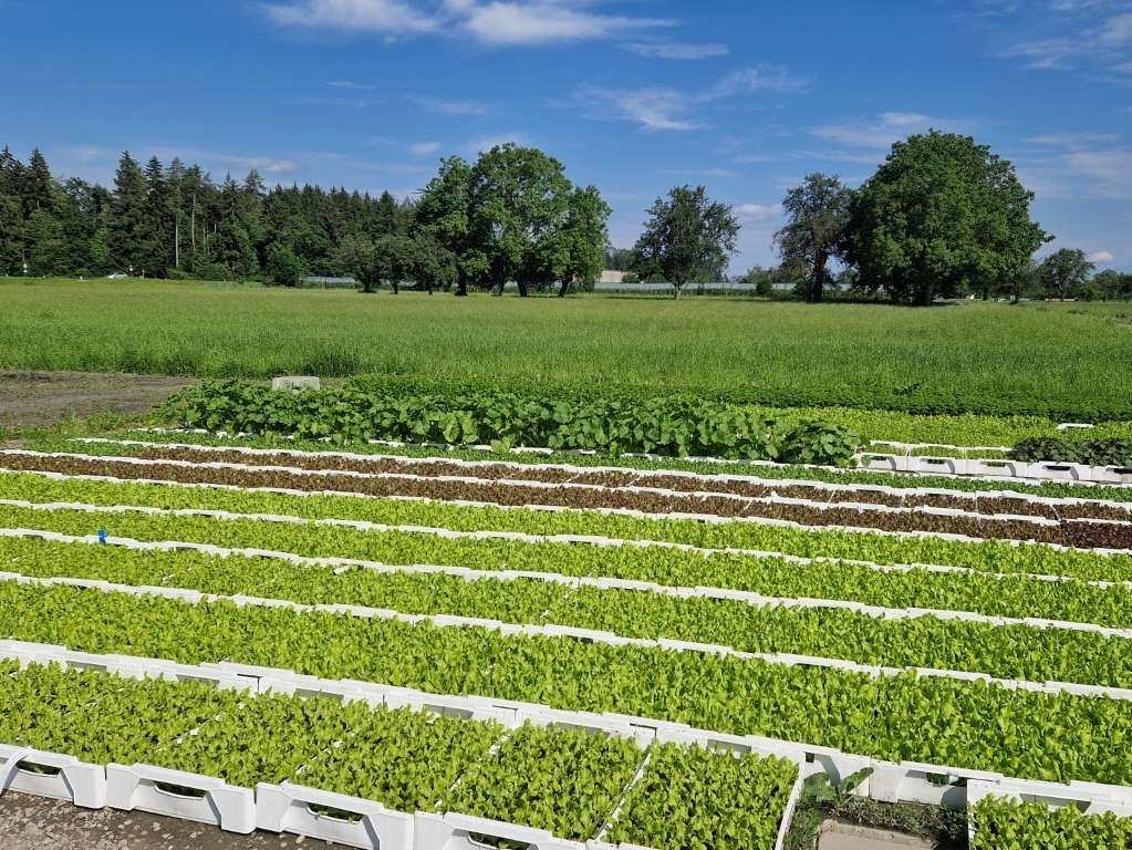 Gemüsefeld (Mittel).jpg © LK Vbg. Gemüsefeld (Mittel).jpg © LK Vbg.