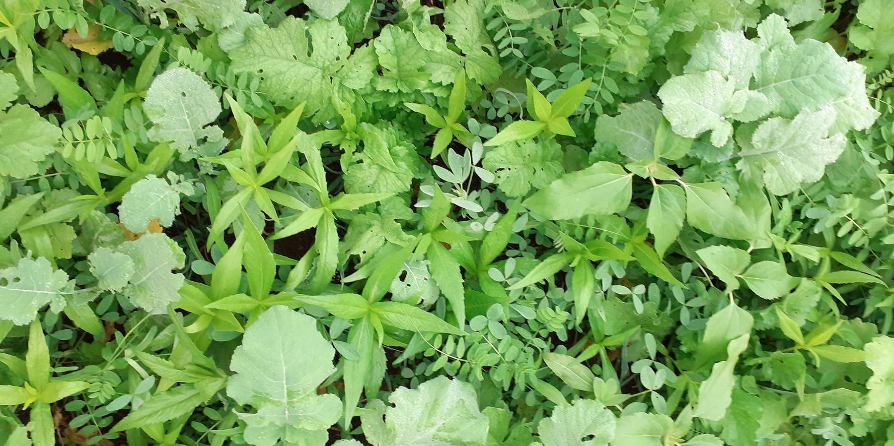 Zwischenfruchtmischung.jpg © BWSB Zwischenfruchtmischung.jpg © BWSB