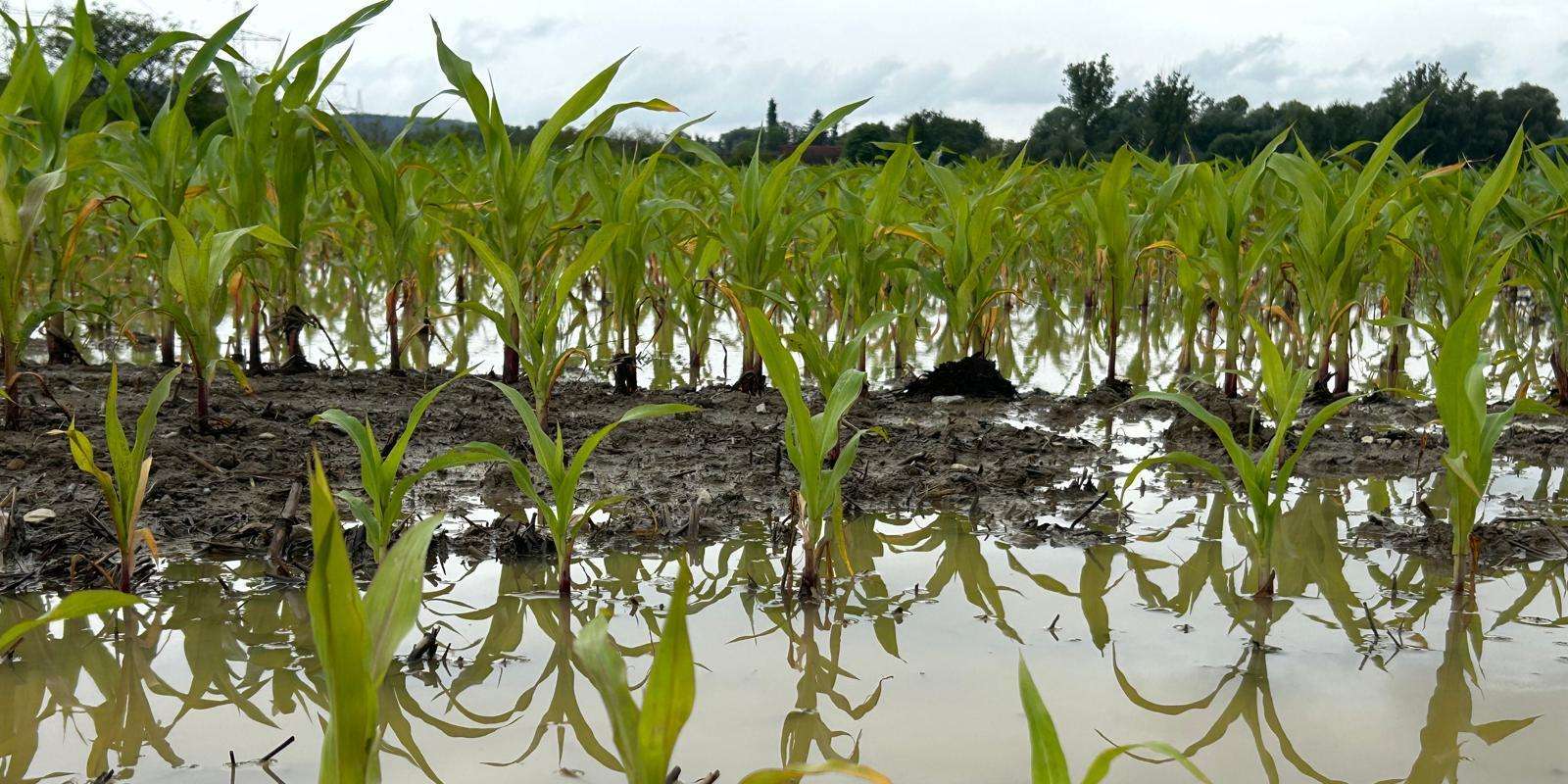 Überschwemmte Maisfelder