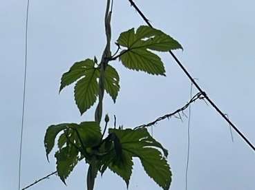 von Hagel abgeschlagene Hopfenpflanze