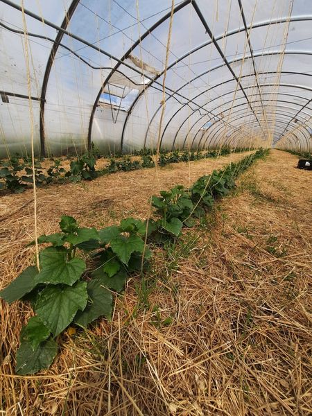 Bauernspeis 08.jpg Bauernspeis 08.jpg