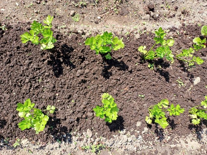 Gartentipp Kompost im Sommer aufs Gemüsebeet LK OÖ Strebl.jpg