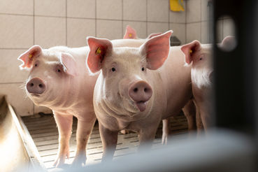 3_PIG_Aigner-byDanielaKoeppl-Web-210618104526.jpg © Daniela Koeppl