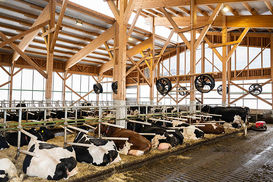 Hitzestress 3 © Arbeitskreis Milchproduktion Steiermark.jpg