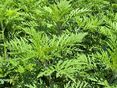 Ragweed in Streckungsphase vor Blüte © Archiv